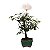 Bonsai de Calliandra Rosa 2 Anos - Imagem 2