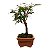 Bonsai de Calliandra branca 2 anos (21 cm) - Imagem 6