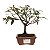 Bonsai de Calliandra branca 2 anos (21 cm) - Imagem 5