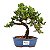 Bonsai de Junípero Procumbens 3 anos (21cm de altura em média) - Imagem 1