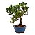 Bonsai de Junípero Procumbens 3 anos (21cm de altura em média) - Imagem 2