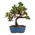 Bonsai de Junípero Procumbens 3 anos (21cm de altura em média) - Imagem 3