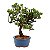 Bonsai de Junípero Procumbens 3 anos (21cm de altura em média) - Imagem 4
