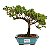 Bonsai de Junípero Procumbens 3 anos (21cm de altura em média) - Imagem 5