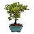 Bonsai de Junípero Procumbens 3 anos (21cm de altura em média) - Imagem 6