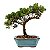 Bonsai de Junípero Procumbens 3 anos (21cm de altura em média) - Imagem 7