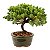 Bonsai de Junípero Procumbens 3 anos (21cm de altura em média) - Imagem 10