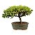 Bonsai de Junípero Procumbens 3 anos (21cm de altura em média) - Imagem 11