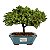 Bonsai de Junípero Procumbens 3 anos (21cm de altura em média) - Imagem 13