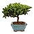 Bonsai de Junípero Procumbens 3 anos (21cm de altura em média) - Imagem 14