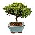 Bonsai de Junípero Procumbens 3 anos (21cm de altura em média) - Imagem 16