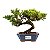 Bonsai de Junípero Procumbens 3 anos (21cm de altura em média) - Imagem 17