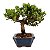 Bonsai de Junípero Procumbens 3 anos (21cm de altura em média) - Imagem 18