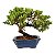 Bonsai de Junípero Procumbens 3 anos (21cm de altura em média) - Imagem 19