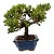 Bonsai de Junípero Procumbens 3 anos (21cm de altura em média) - Imagem 20