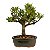 Bonsai de Jasmim Anão (Gardênia) 3 anos - Florescendo - Imagem 19