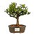 Bonsai de Jasmim Anão (Gardênia) 3 anos - Florescendo - Imagem 17