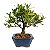Bonsai de Jasmim Anão (Gardênia) 3 anos - Florescendo - Imagem 16