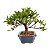 Bonsai de Jasmim Anão (Gardênia) 3 anos - Florescendo - Imagem 14