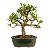 Bonsai de Jasmim Anão (Gardênia) 3 anos - Florescendo - Imagem 7