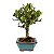 Bonsai de Jasmim Anão (Gardênia) 3 anos - Florescendo - Imagem 2