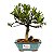 Bonsai de Jasmim Anão (Gardênia) 3 anos - Florescendo - Imagem 1