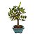 Bonsai de Jasmim Anão (Gardênia) 3 anos - Florescendo - Imagem 12