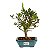 Bonsai de Jasmim Anão (Gardênia) 3 anos - Florescendo - Imagem 9