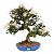 Bonsai de Calliandra Branca 25 Anos ( 51 cm ) Florescendo - Imagem 1
