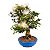 Bonsai de Calliandra Branca 25 Anos ( 51 cm ) Florescendo - Imagem 2