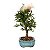 Bonsai de Calliandra Branca 4 Anos ( 19 cm ) FLORESCENDO - Imagem 20