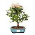 Bonsai de Calliandra Branca 4 Anos ( 19 cm ) FLORESCENDO - Imagem 17