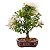 Bonsai de Calliandra Branca 4 Anos ( 19 cm ) FLORESCENDO - Imagem 15
