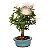 Bonsai de Calliandra Branca 4 Anos ( 19 cm ) FLORESCENDO - Imagem 2