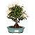 Bonsai de Calliandra Branca 4 Anos ( 19 cm ) FLORESCENDO - Imagem 9
