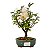 Bonsai de Calliandra branca 2 anos (20 cm) - Imagem 5
