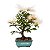 Bonsai de Calliandra branca 2 anos (20 cm) - Imagem 15