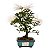 Bonsai de Calliandra branca 2 anos (20 cm) - Imagem 13