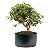 Pré Bonsai de Mini Goiaba (silvestre) 4 anos - Imagem 10