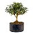 Pré Bonsai de Mini Goiaba (silvestre) 4 anos - Imagem 2