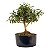 Pré Bonsai de Mini Goiaba (silvestre) 4 anos - Imagem 1