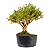 Pré Bonsai de Serissa Chinesa 6 anos - Imagem 3