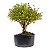 Pré Bonsai de Serissa Chinesa 6 anos - Imagem 2
