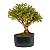 Pré Bonsai de Serissa Chinesa 6 anos - Imagem 1
