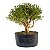Pré Bonsai de Serissa Chinesa 6 anos - Imagem 5