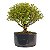 Pré Bonsai de Serissa Chinesa 6 anos - Imagem 4