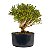 Pré Bonsai de Serissa Chinesa 6 anos - Imagem 6