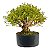 Pré Bonsai de Serissa Chinesa 6 anos - Imagem 9