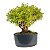 Pré Bonsai de Serissa Chinesa 6 anos - Imagem 8