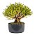 Pré Bonsai de Serissa Chinesa 6 anos - Imagem 7